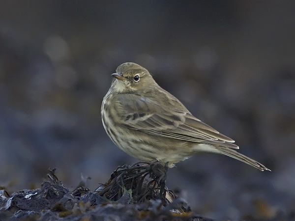 Luotokirvinen, Rock Pipit, Anthus petrosus